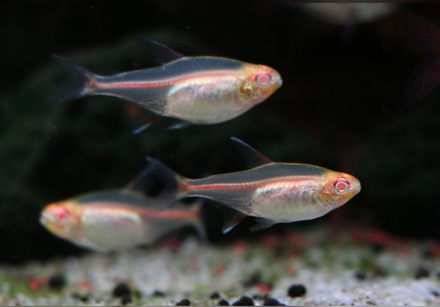 GLOW LIGHT TETRA ALBINO