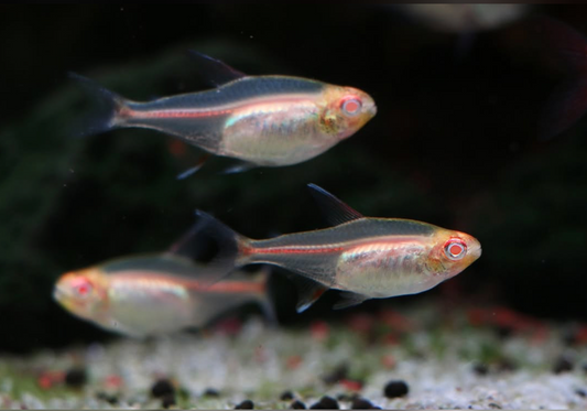 GLOW LIGHT TETRA ALBINO