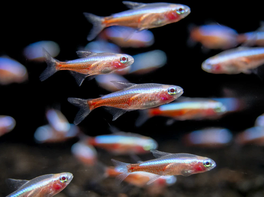 CARDINAL TETRA ALBINO