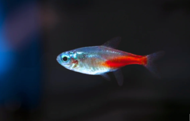BRILLIANT HEAD NEON TETRA