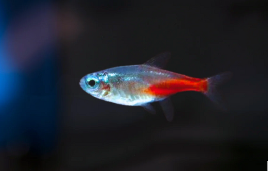 BRILLIANT HEAD NEON TETRA