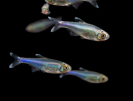 BLUE KING TETRA