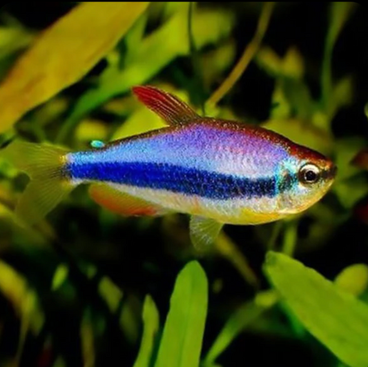 BLUE EMPEROR TETRA