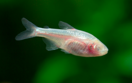 BLIND CAVE TETRA