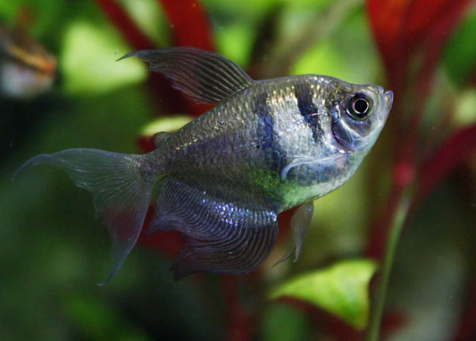 BLACK SKIRT TETRA