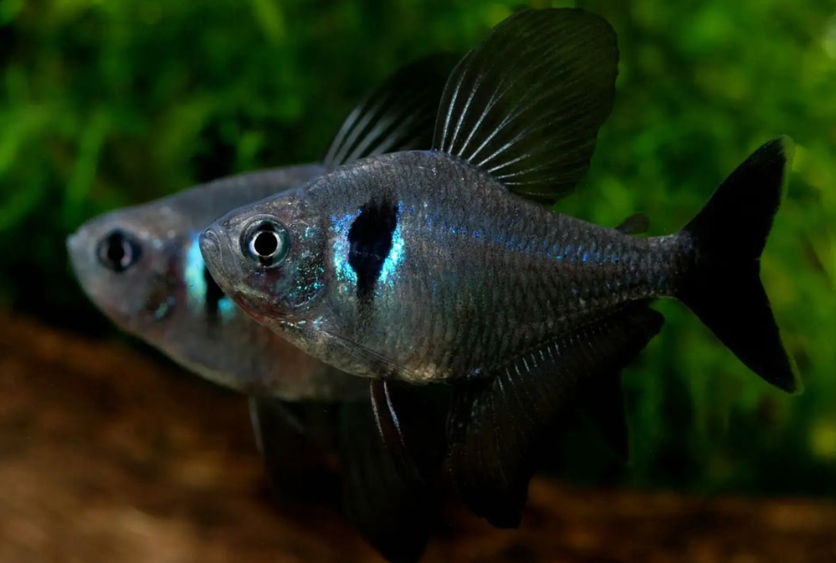 BLACK PHANTOM TETRA