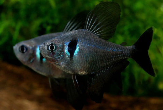 BLACK PHANTOM TETRA