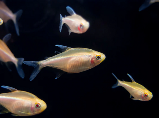BLACK NEON TETRA ALBINO