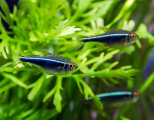 BLACK NEON TETRA