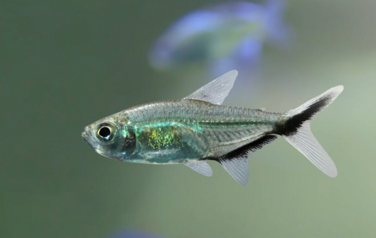BLACK LINE TETRA