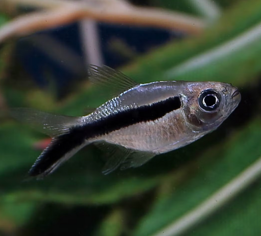 BALLOON PENGUIN TETRA