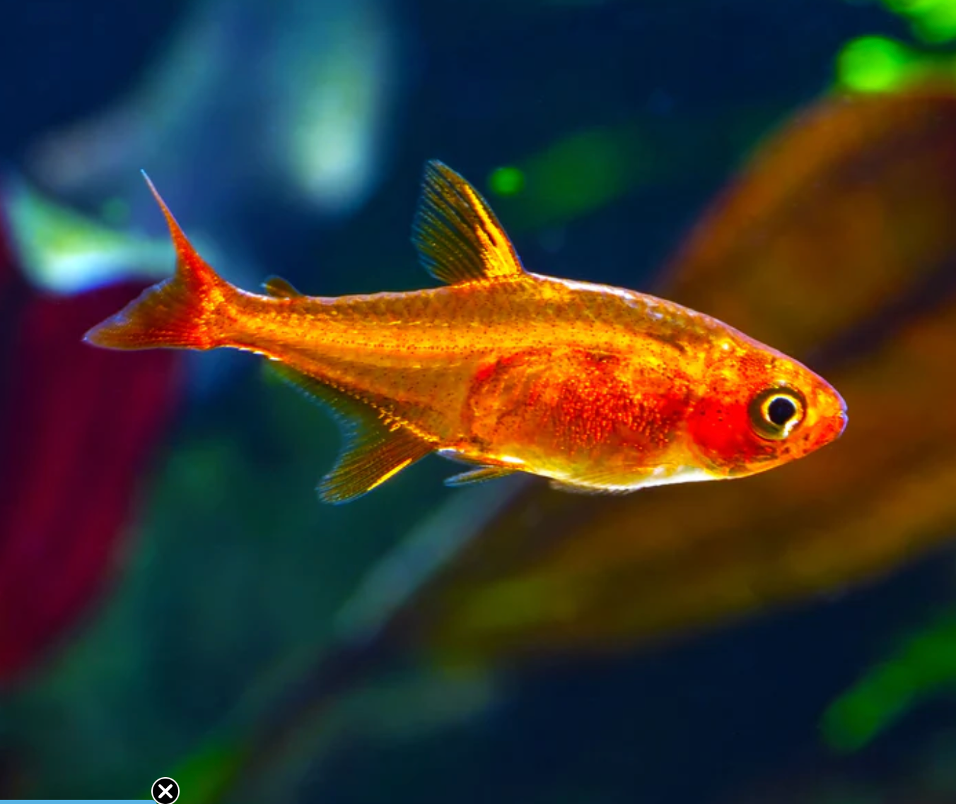 EMBER TETRA