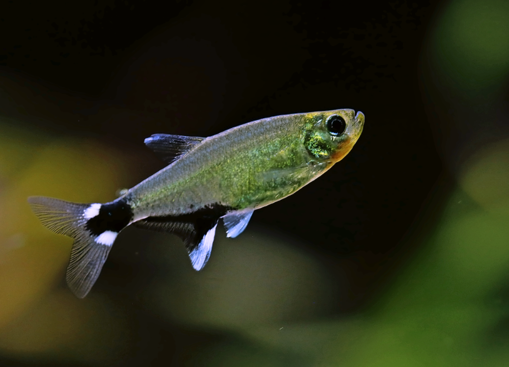 WHITE SPOTTED TETRA