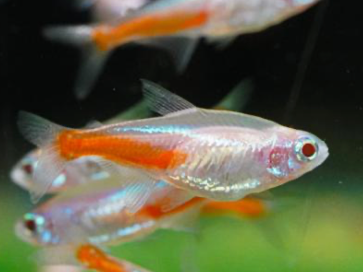 NEON TETRA ALBINO