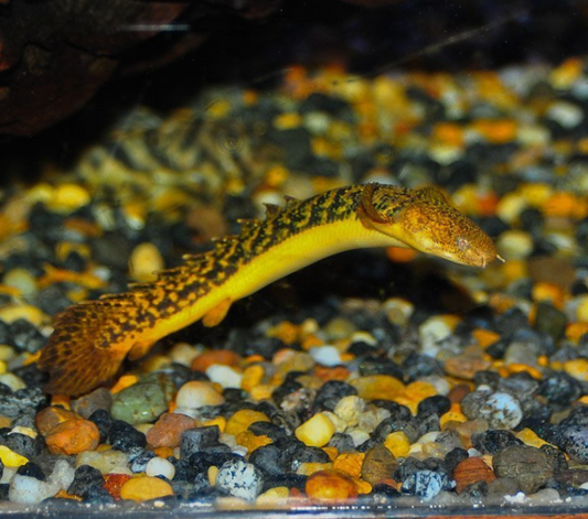 TEUGELSI BICHIR