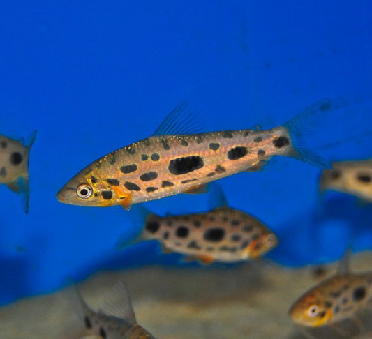 LEPORINUS GRANTY