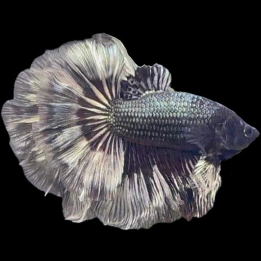 Copper scales Halfmoon male betta
