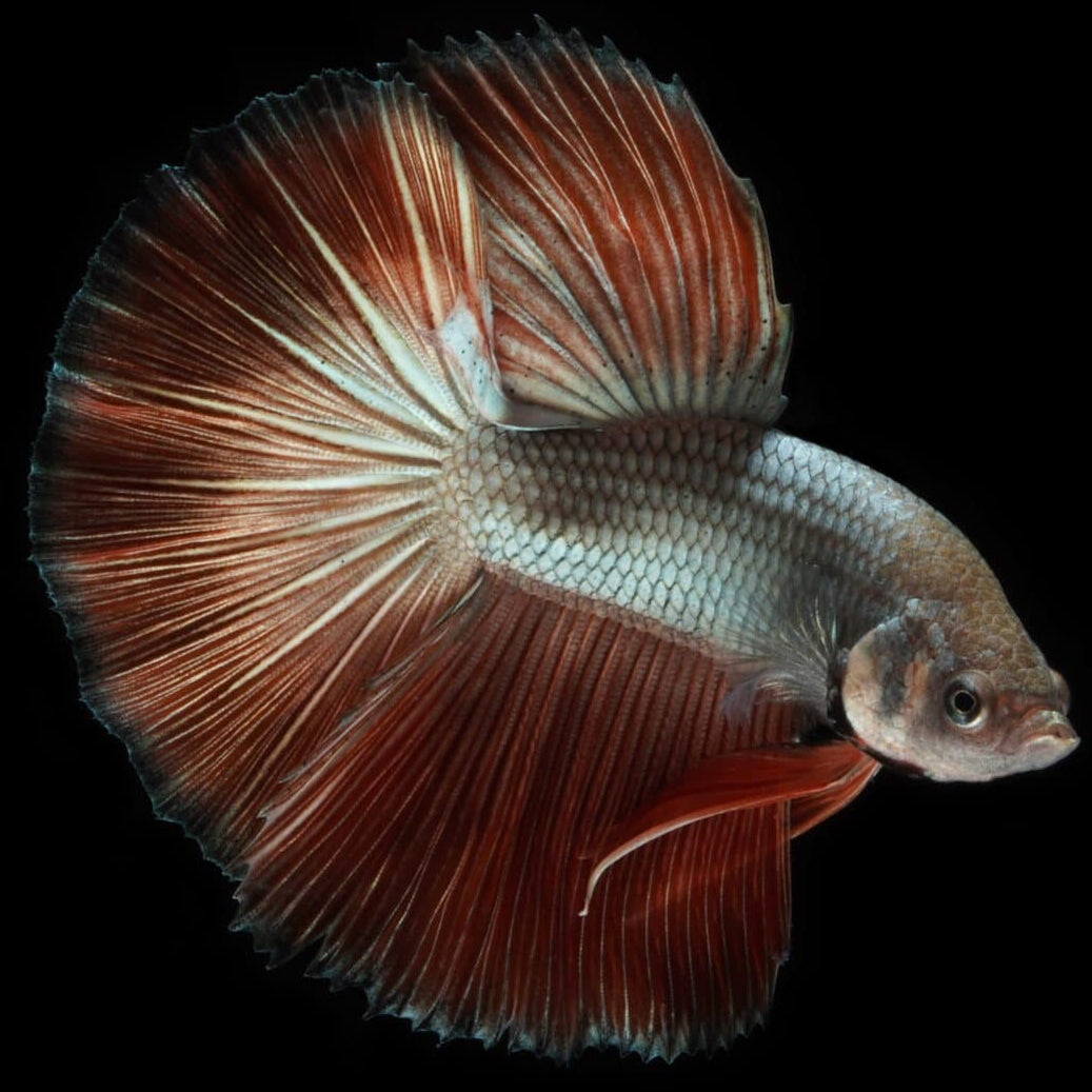 Copper scales male betta halfmoon