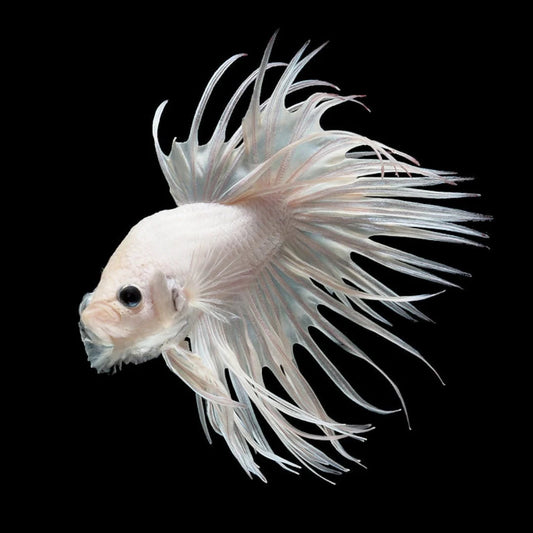 Platinum White Crowntail Male Betta (pack of 5)