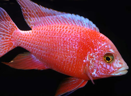 Dragon blood African Cichlid