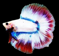 flag pattern betta double tail male