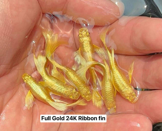 (LTG-005)Full Gold 24k Ribbon Thai Fancy Guppy