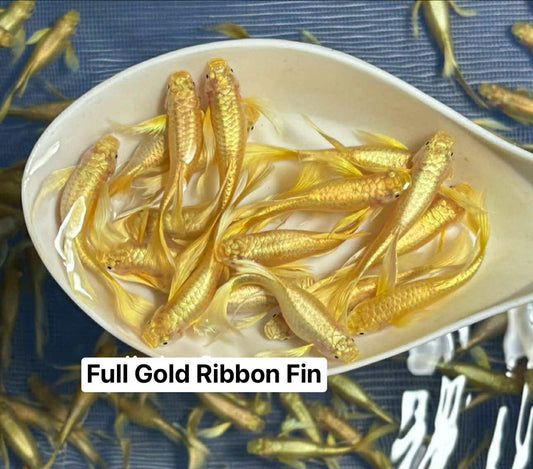 (LTG-005)Full Gold 24k Ribbon Thai Fancy Guppy