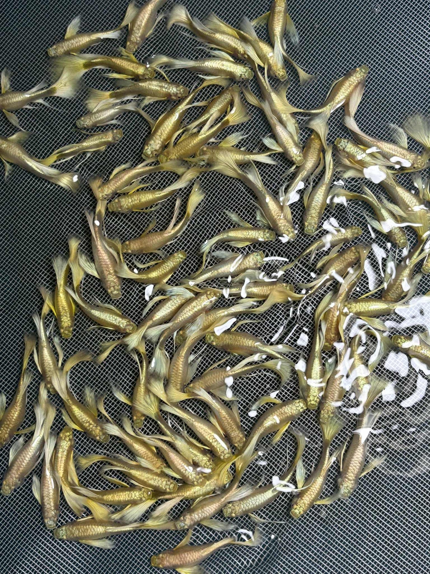 (LTG-005)Full Gold 24k Ribbon Thai Fancy Guppy