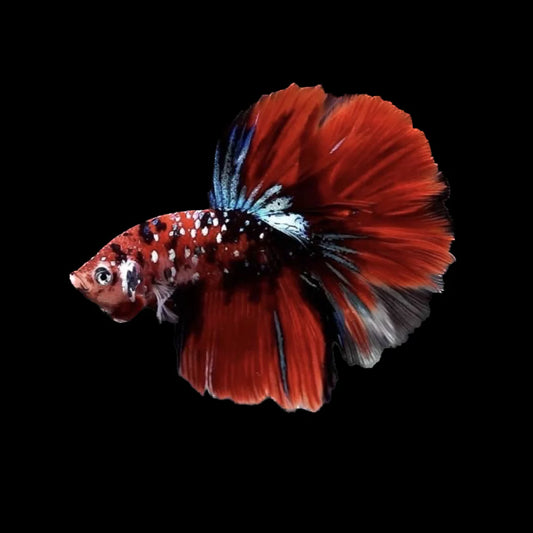 Galaxy red koi halfmoon male betta