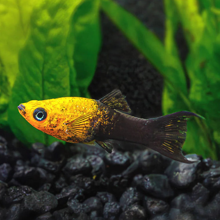 gold dust panda lyretail molly