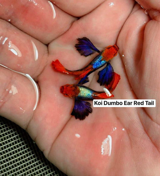 (LGT-065) Koi Dumbo Ear Red Tail Thai Fancy Guppy
