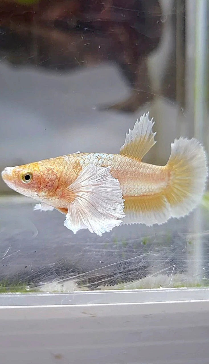 Pineapple Dumbo Ear Plakat Female Betta (pack of 5)