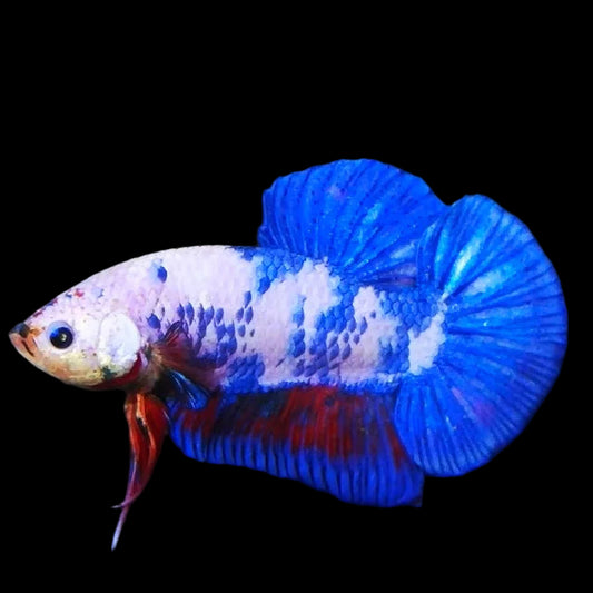Marble Giant plakat male betta