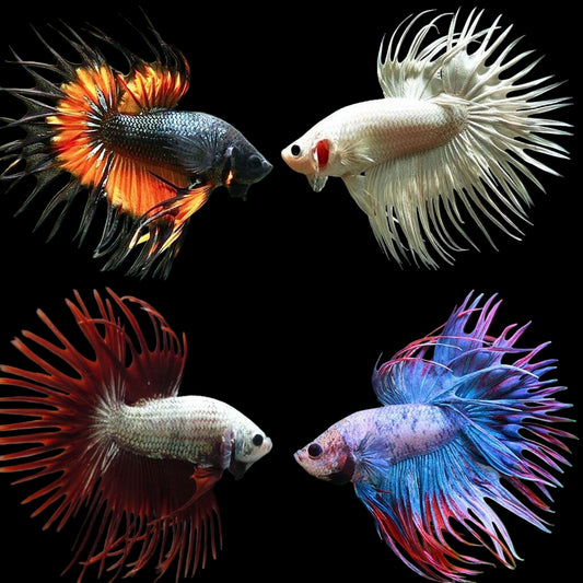 Mix Color Crowntail Male Betta
