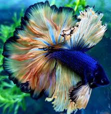 Mustard gas over halfmoon male betta