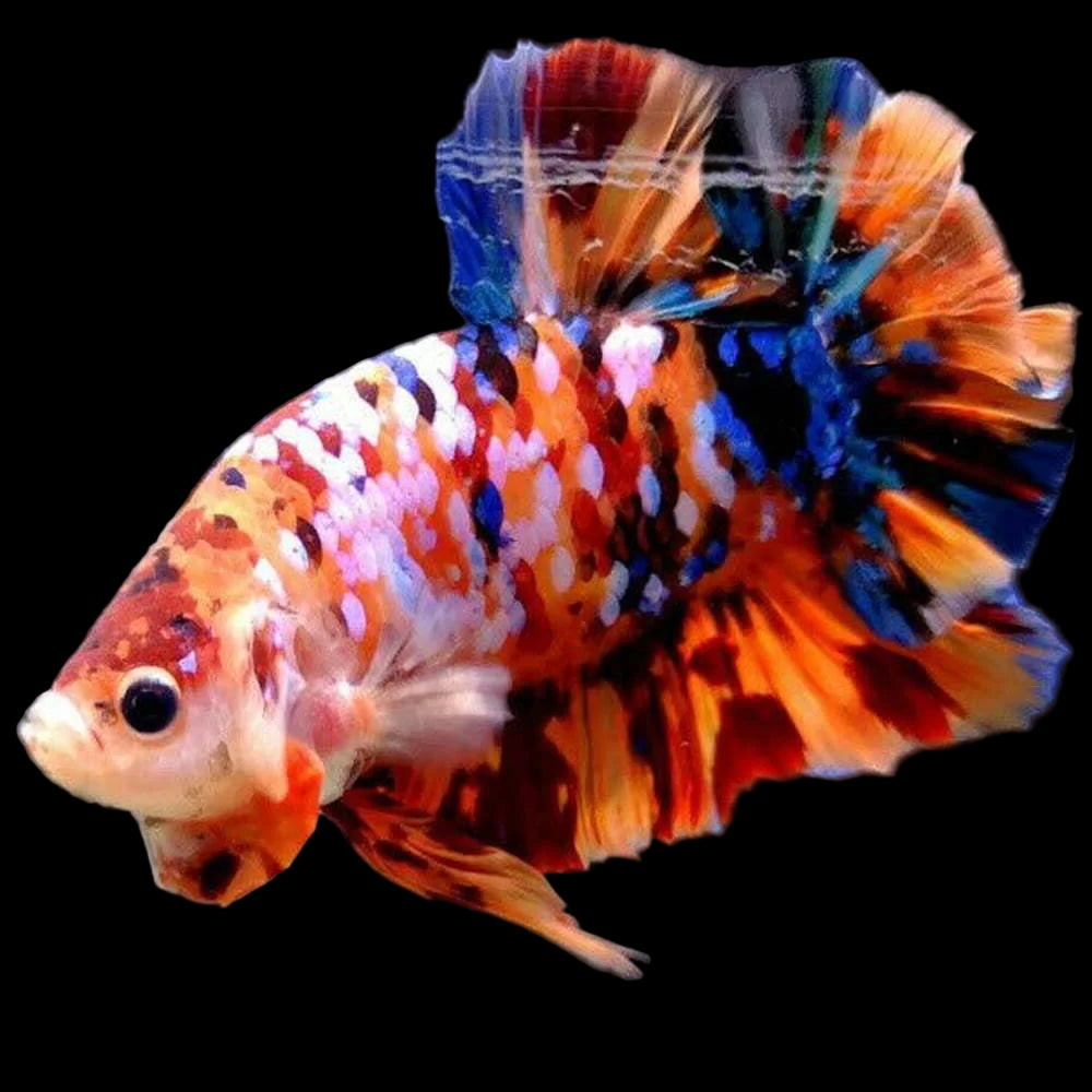 nemo galaxy koi giant male betta