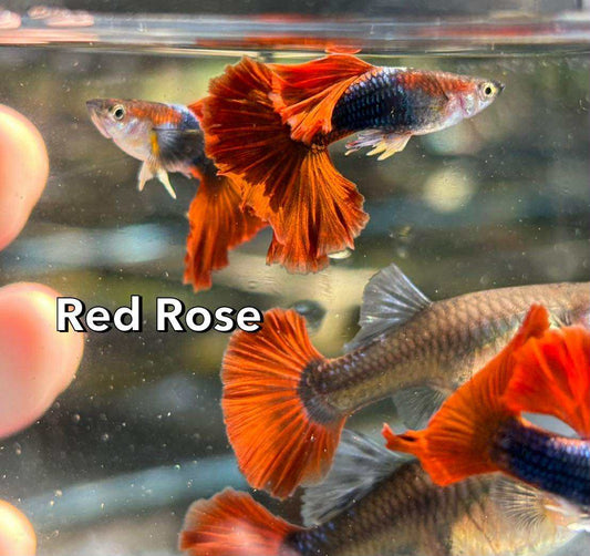 (LGT-066) Red Rose Thai Fancy Guppy