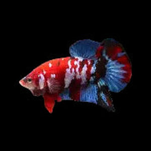 red koiplakat male betta
