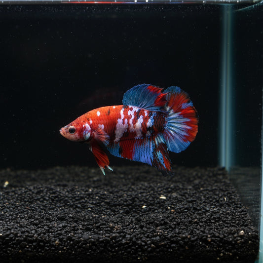 red koiplakat male betta