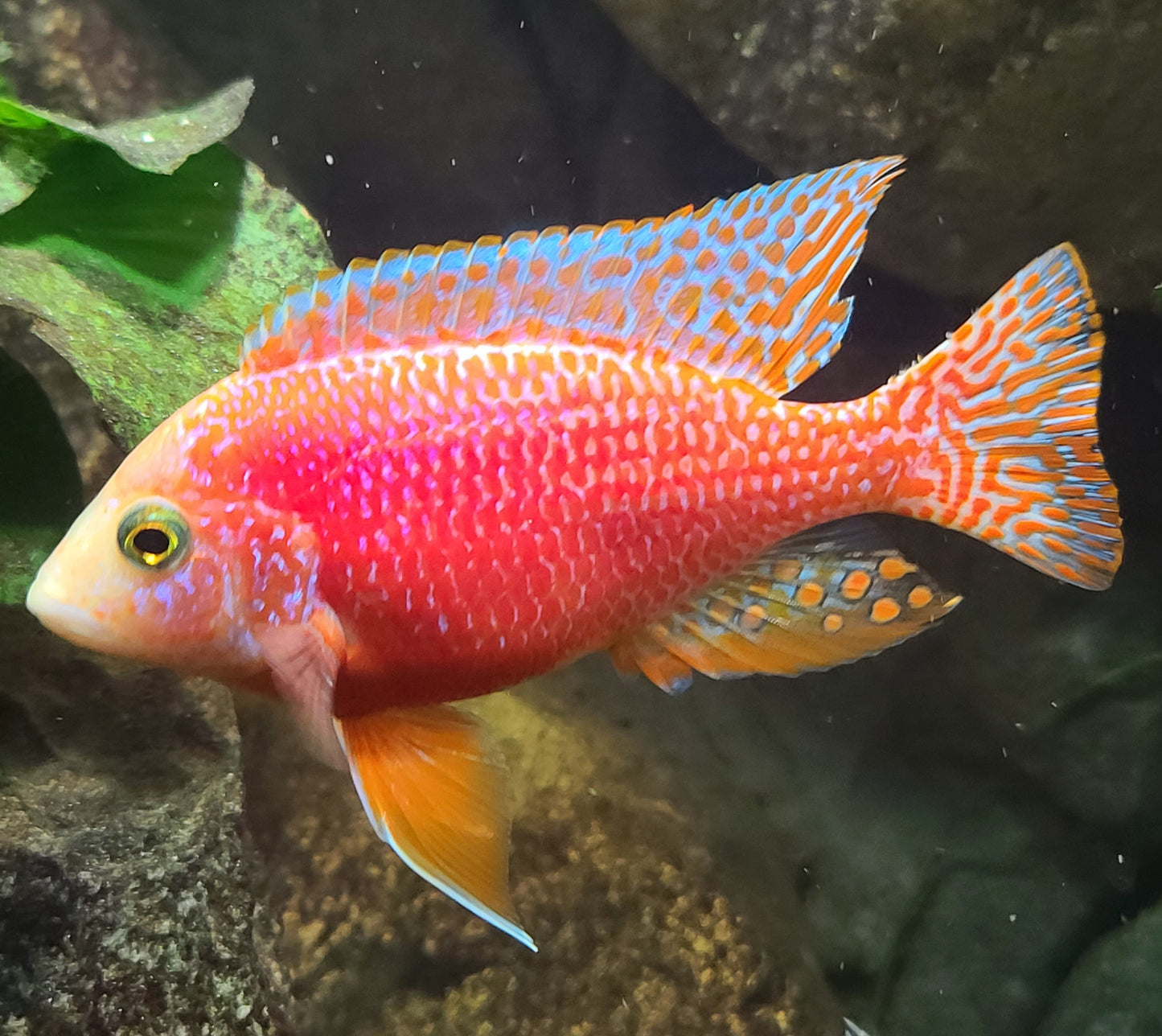 Red dragon blood African Cichlid peacock