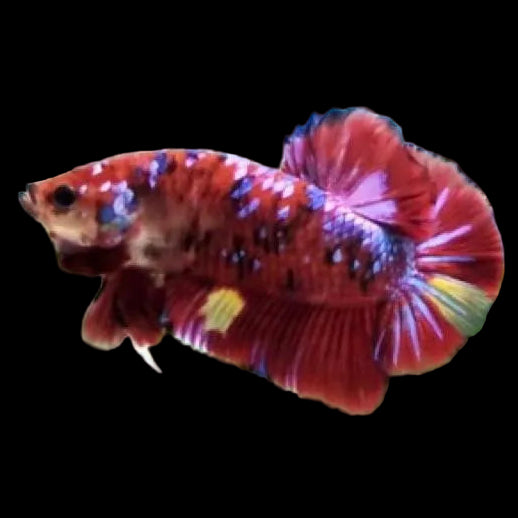 red koi giant betta