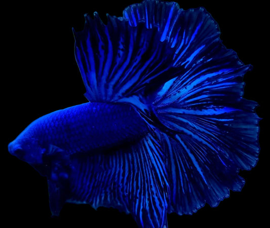 royal blue halfmoon male betta fish