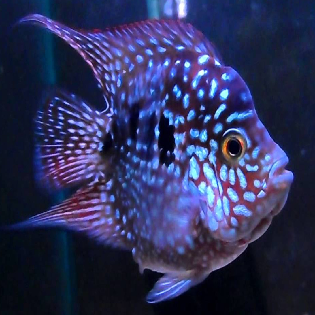 short body super red texas cichlid fry