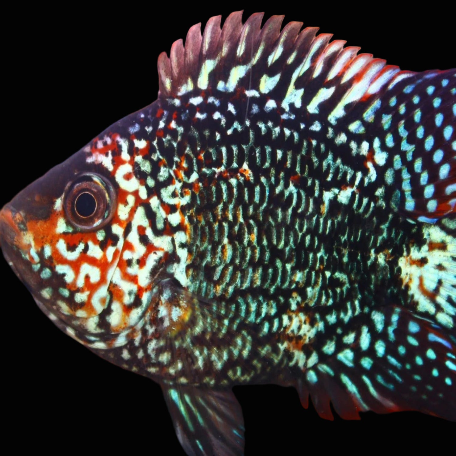 short body super red texas fry