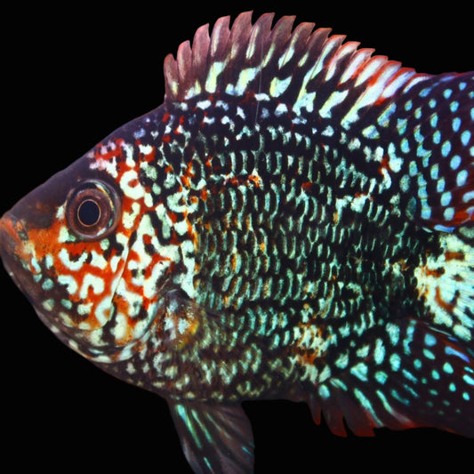 short body super red texas fry