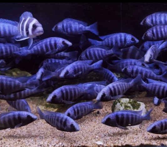 Star Sapphire African Cichlid