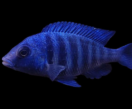 Star Sapphire African Cichlid