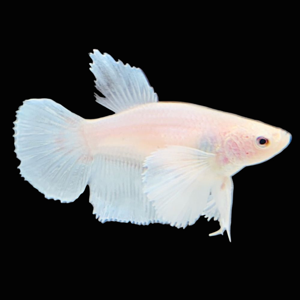super white dumbo halfmoon female betta