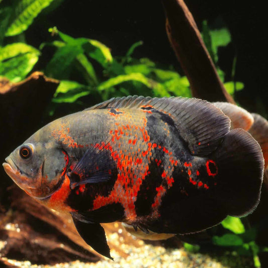 tiger oscar fish cichlid