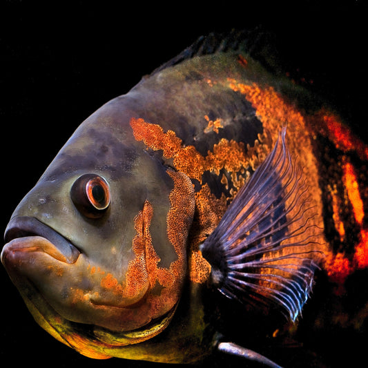 tiger oscar south american cichlid